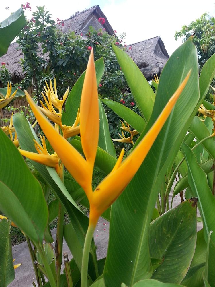 Bird Of Paradise Bungalows كِب المظهر الخارجي الصورة