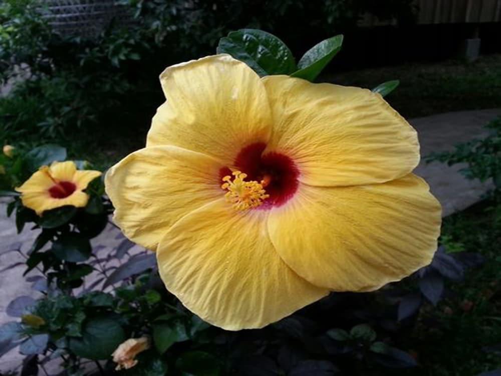 Bird Of Paradise Bungalows كِب المظهر الخارجي الصورة