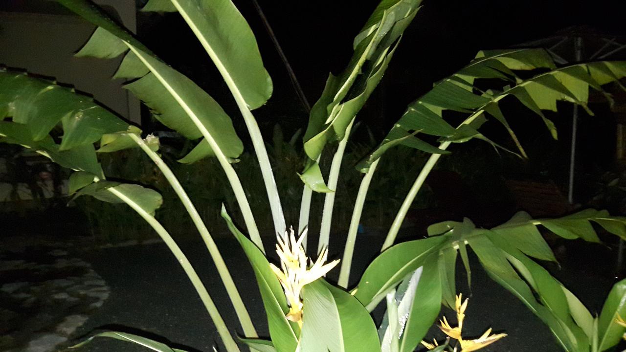 Bird Of Paradise Bungalows كِب المظهر الخارجي الصورة